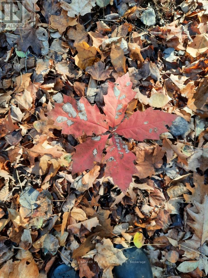 Lot 5 - 4627 Ganaraska Road, Clarington, Ontario  L0A 1E0 - Photo 10 - E12419349