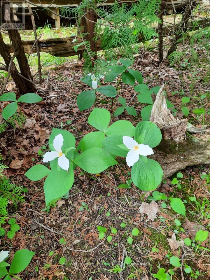 Lot 5 - 4627 Ganaraska Road, Clarington, Ontario  L0A 1E0 - Photo 16 - E12419349