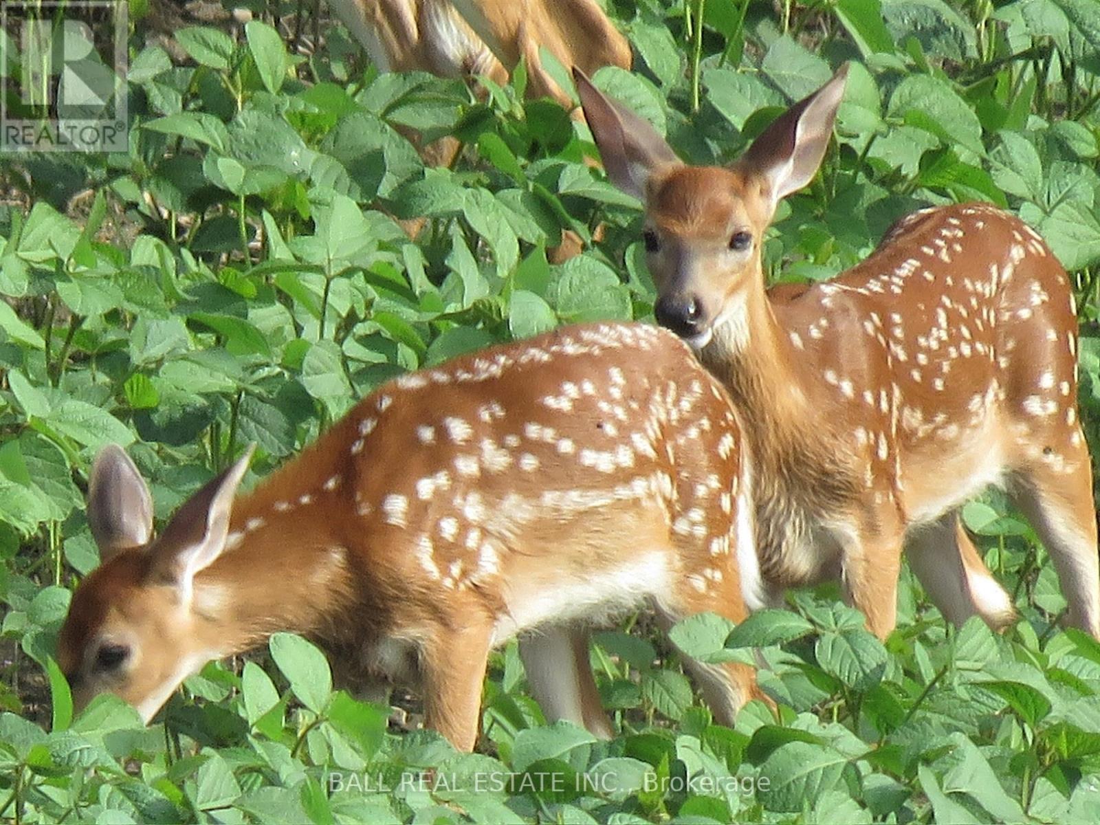 256 8th Line S Dummer, Douro-Dummer, Ontario  K0L 1V0 - Photo 49 - X12440301