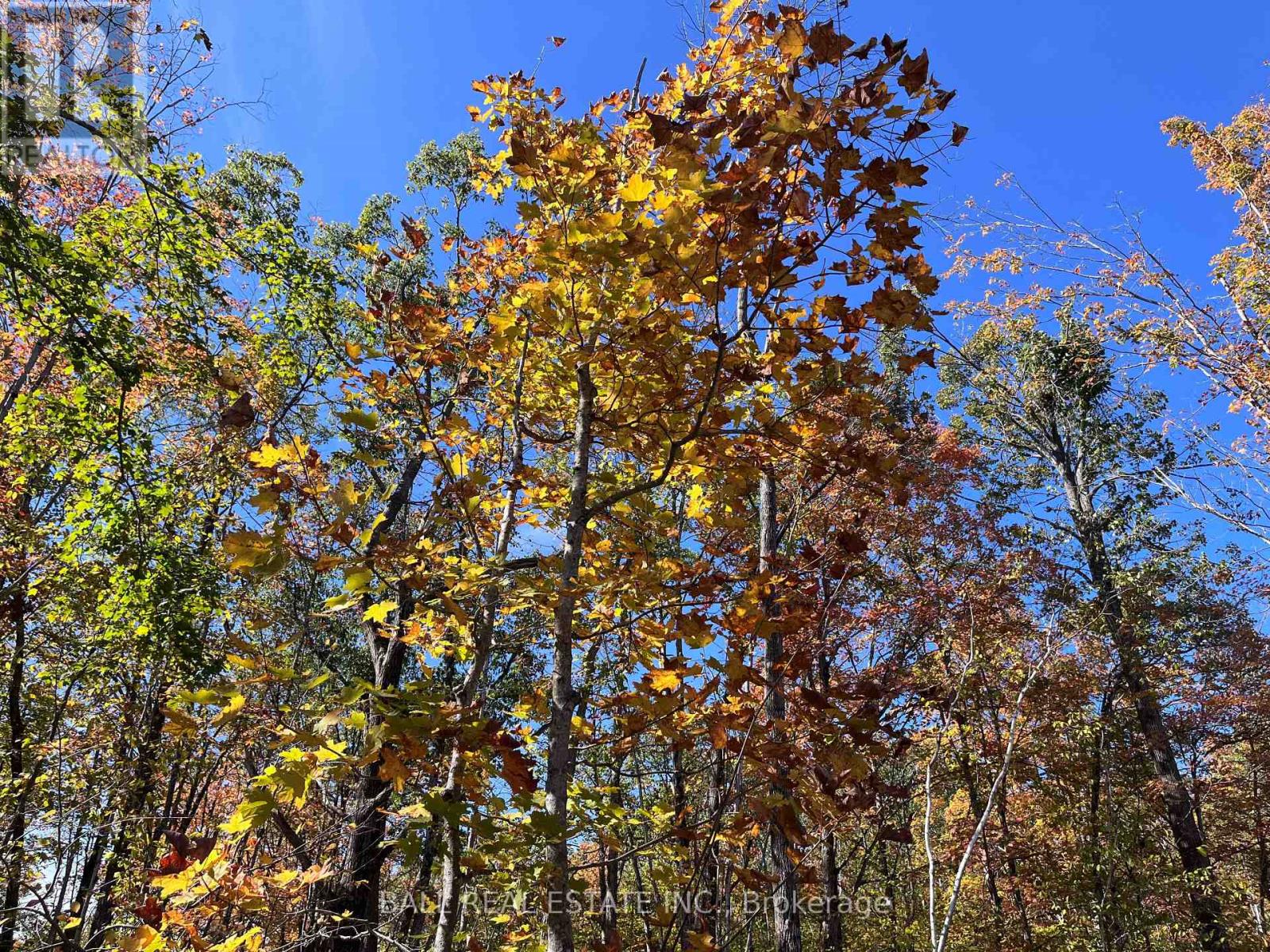 8 Hickson Road, Douro-Dummer, Ontario  K0L 2C0 - Photo 4 - X12443501