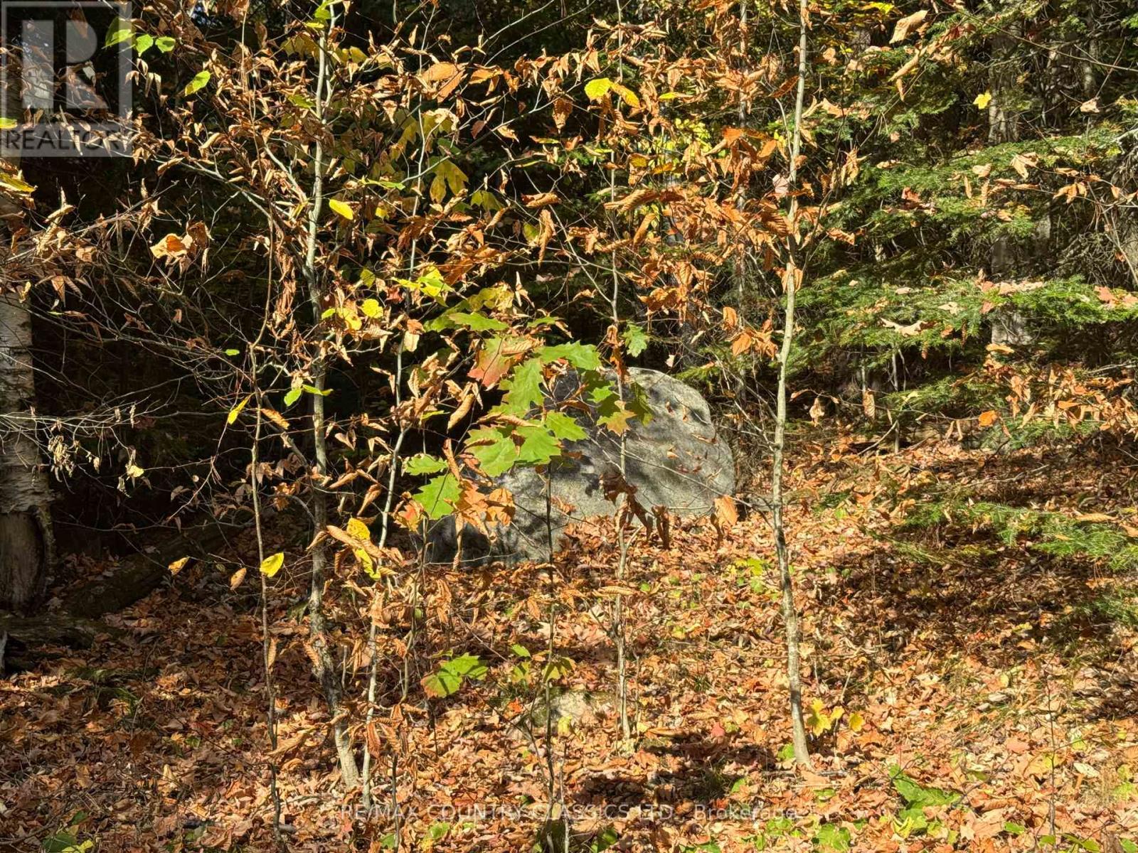 102 Caroline Court, Faraday, Ontario  K0L 1C0 - Photo 27 - X12446839