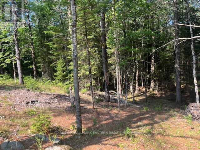 942 Balmer Road, North Kawartha, Ontario  K0L 1A0 - Photo 6 - X12452171