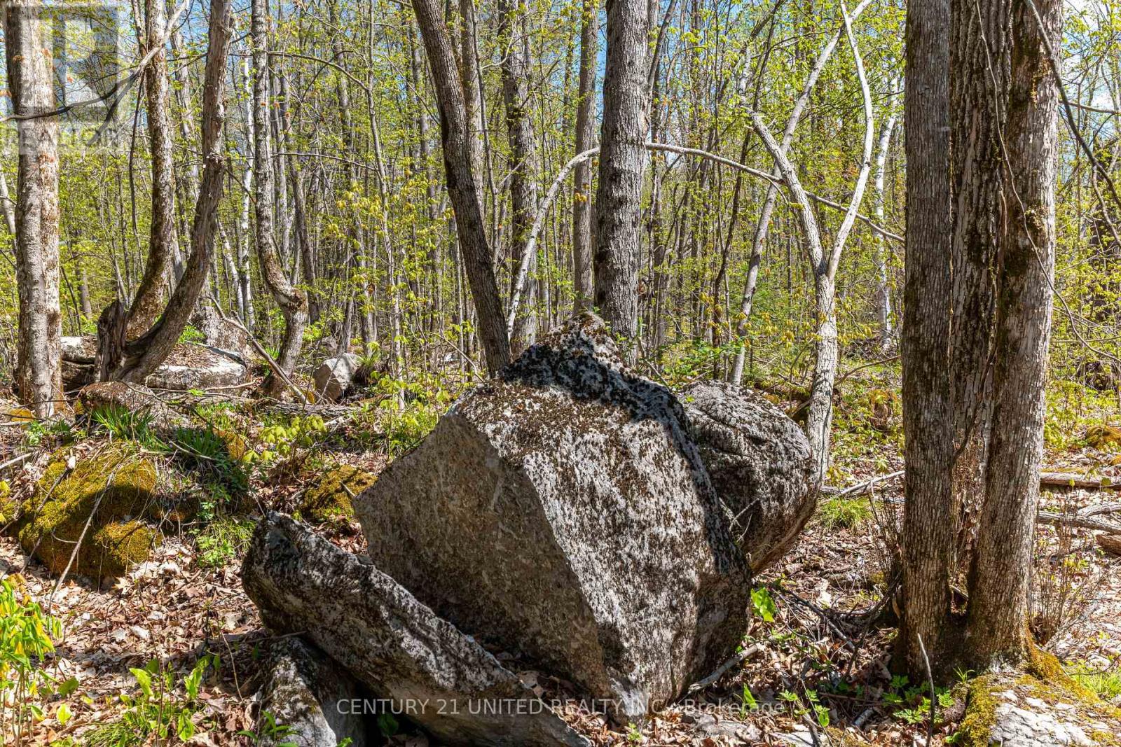 1030 Birchview Road, Douro-Dummer, Ontario  K0L 2H0 - Photo 2 - X12488012