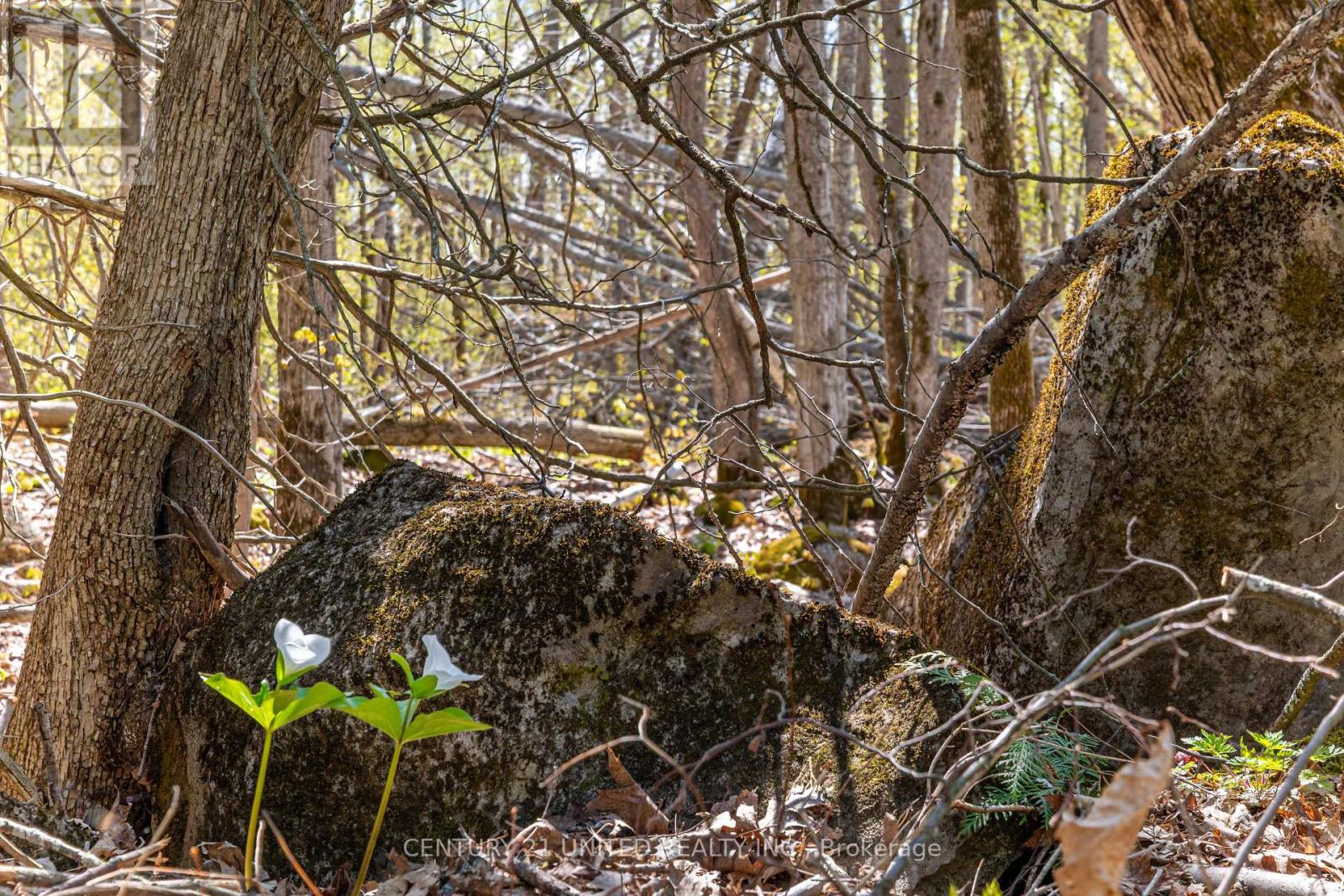 1030 Birchview Road, Douro-Dummer, Ontario  K0L 2H0 - Photo 4 - X12488012