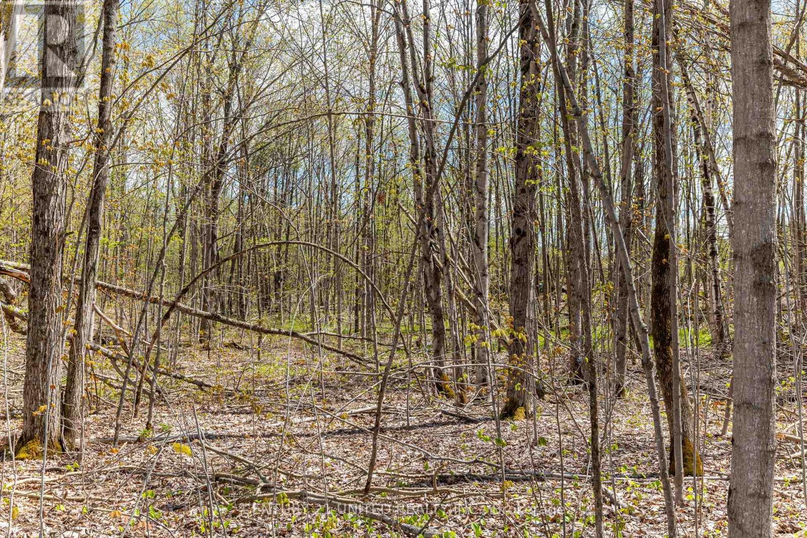 1030 Birchview Road, Douro-Dummer, Ontario  K0L 2H0 - Photo 6 - X12488012