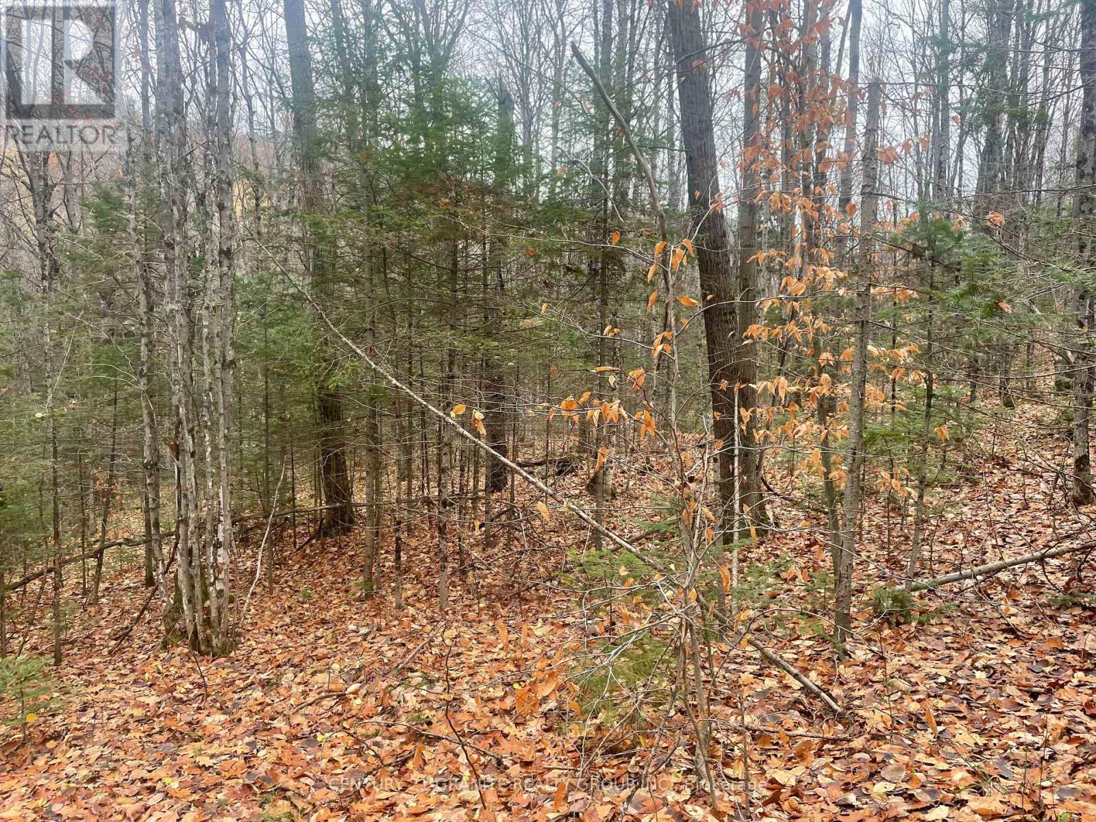 0 Snow Road, Bancroft (Bancroft Ward), Ontario  K0L 1C0 - Photo 6 - X12521898