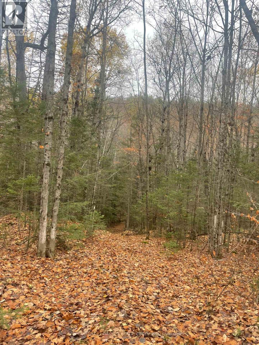 0 Snow Road, Bancroft (Bancroft Ward), Ontario  K0L 1C0 - Photo 7 - X12521898