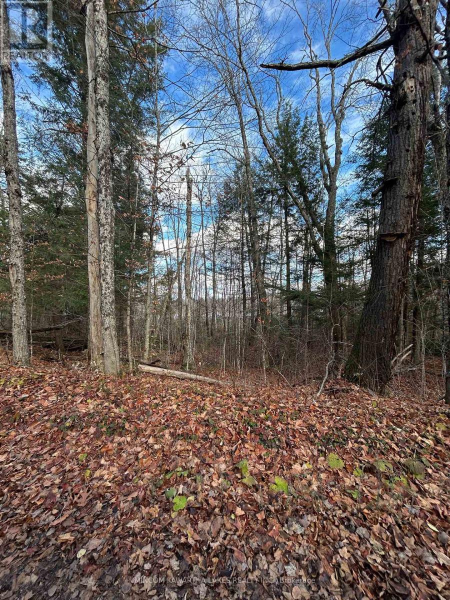 00 Mill Lake Road, North Kawartha, Ontario  K0L 1A0 - Photo 15 - X12523398
