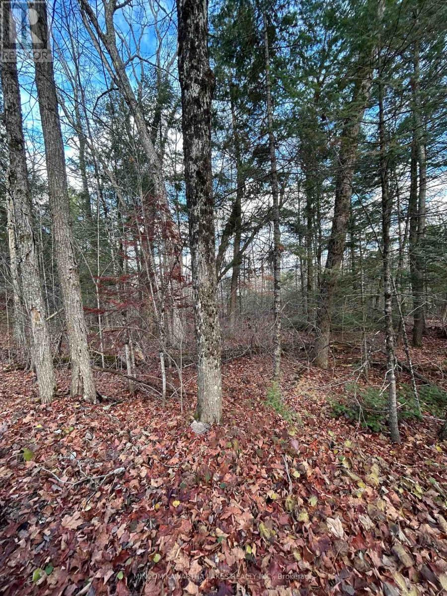 00 Mill Lake Road, North Kawartha, Ontario  K0L 1A0 - Photo 9 - X12523398