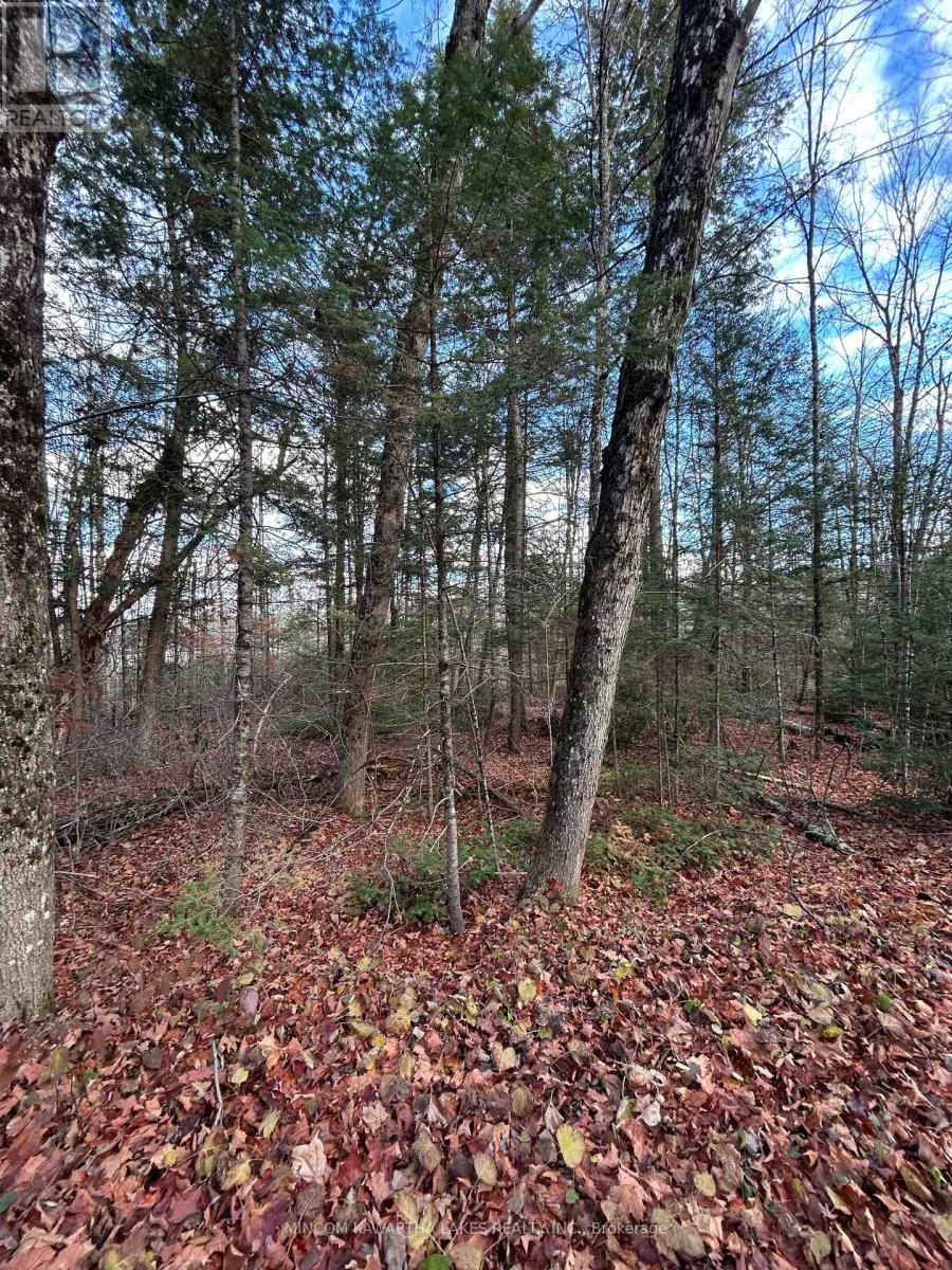 0 Mill Lake Road, North Kawartha, Ontario  K0L 1A0 - Photo 10 - X12523402