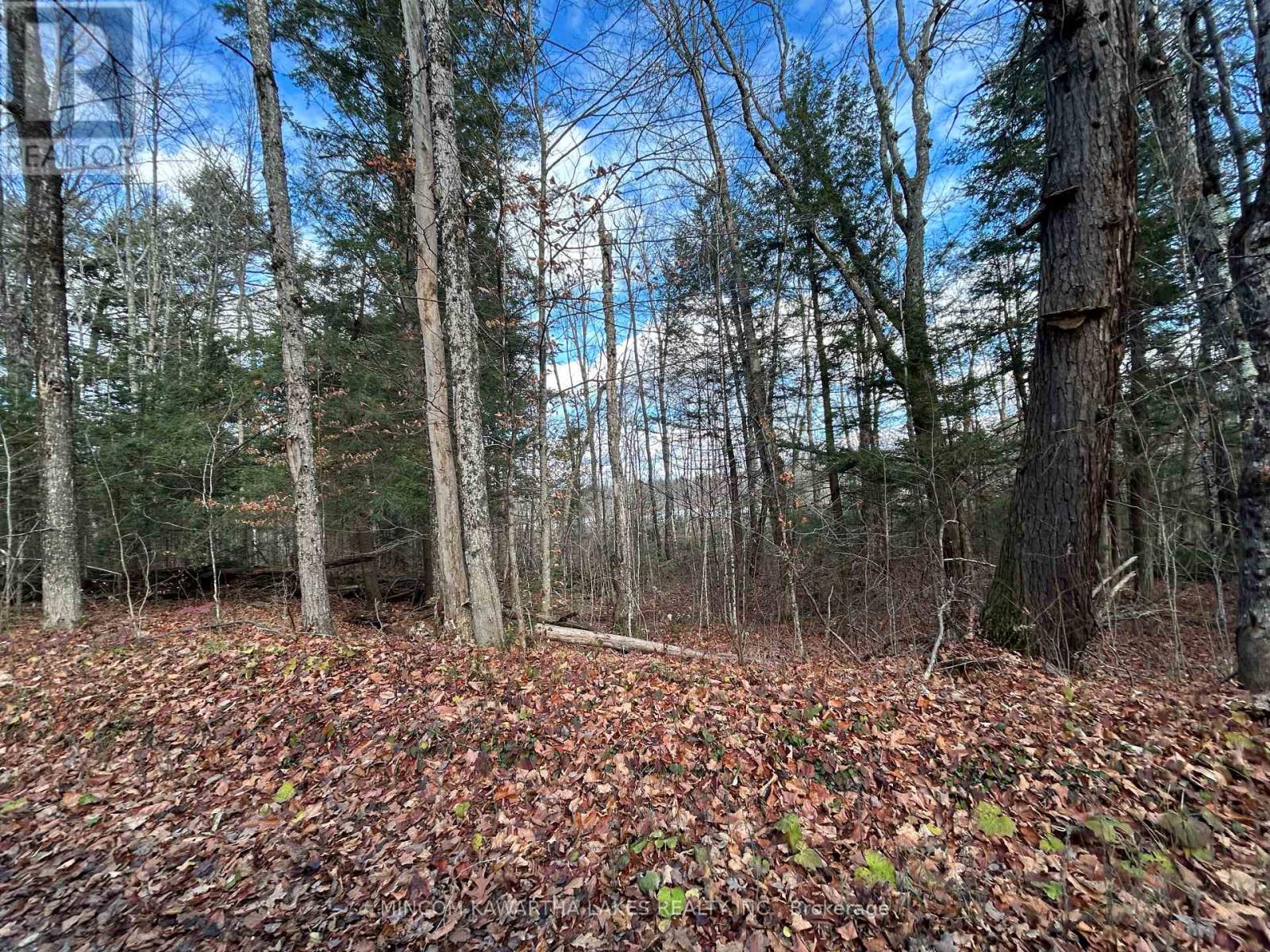 0 Mill Lake Road, North Kawartha, Ontario  K0L 1A0 - Photo 14 - X12523402