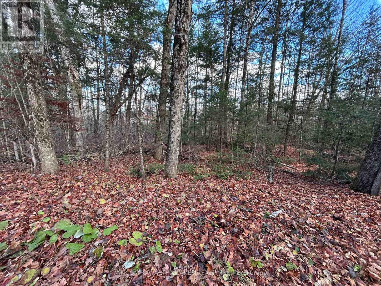 0 Mill Lake Road, North Kawartha, Ontario  K0L 1A0 - Photo 8 - X12523402