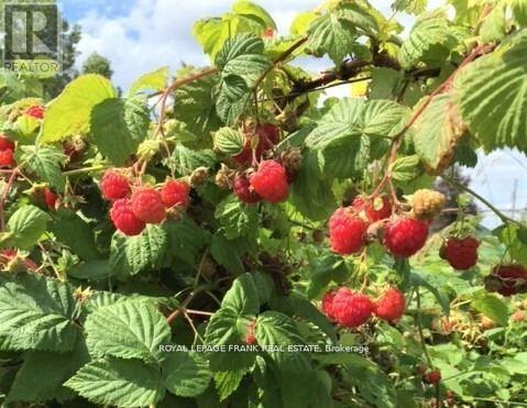 3071 5th Line E, Trent Hills (Campbellford), Ontario  K0L 1L0 - Photo 32 - X12523528