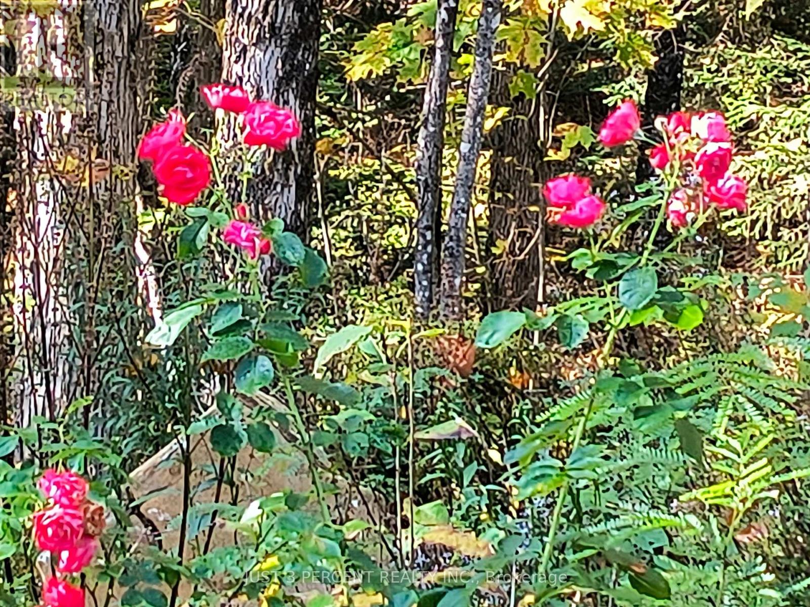 1492 County Rd 620 Road, North Kawartha, Ontario  K0L 1A0 - Photo 47 - X12551860