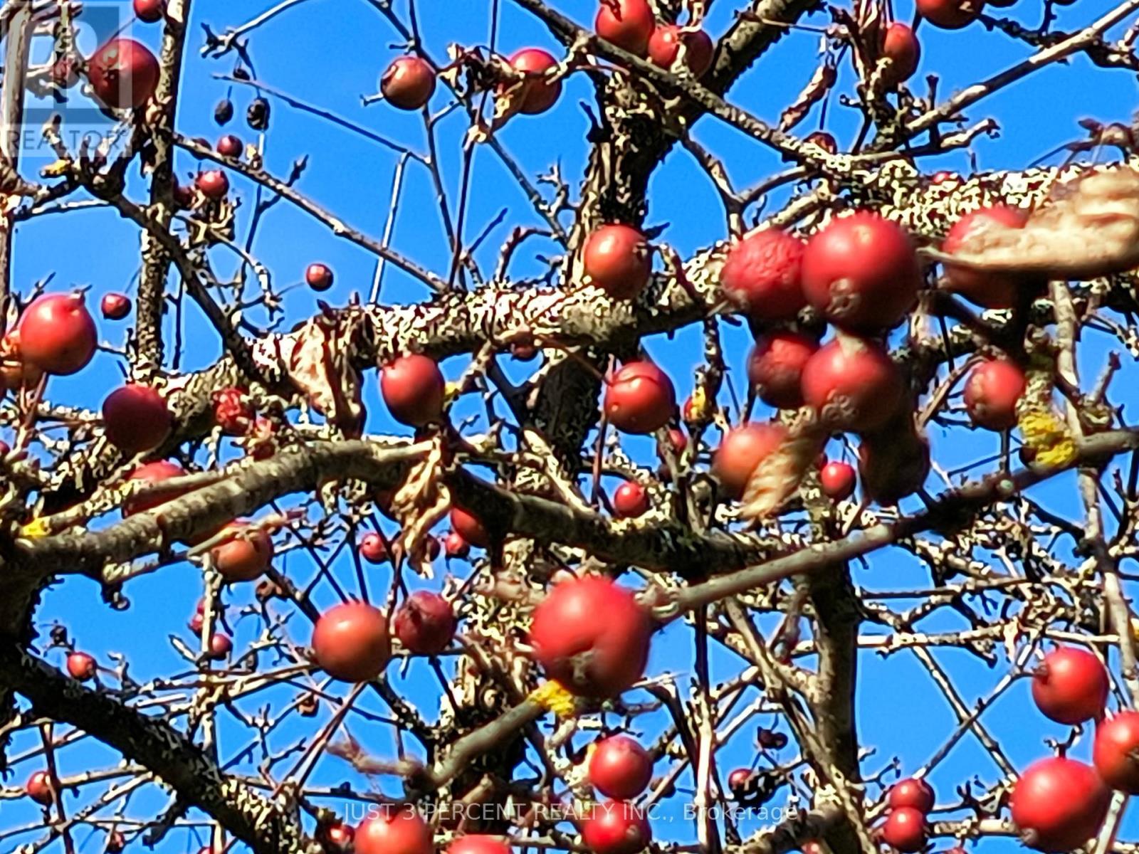 1492 County Rd 620 Road, North Kawartha, Ontario  K0L 1A0 - Photo 48 - X12551860