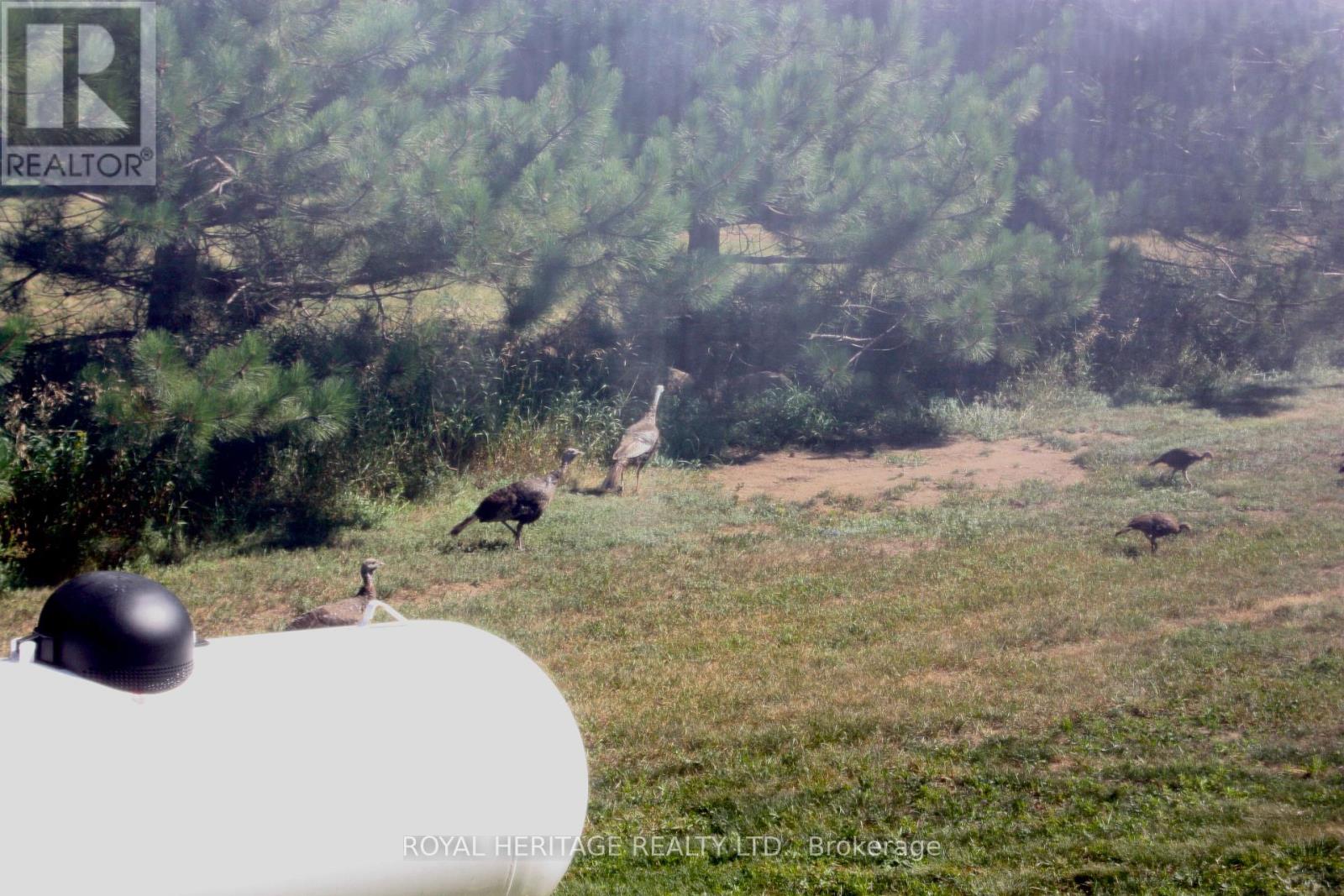 414 Pine View Ridge Road, Tudor And Cashel (Tudor Ward), Ontario  K0L 1W0 - Photo 31 - X12572218