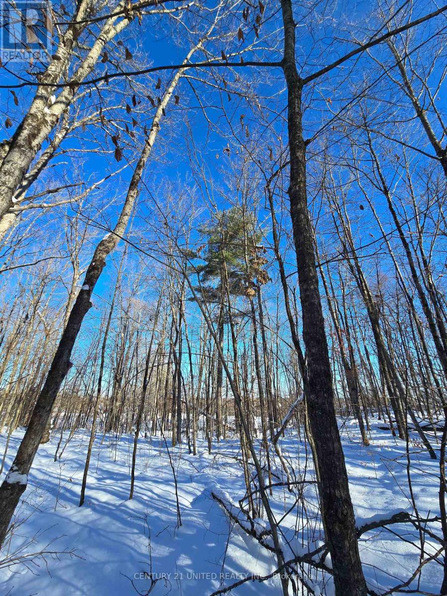 81 Vansickle Trail, Havelock-Belmont-Methuen, Ontario  K0L 1Z0 - Photo 11 - X12612322