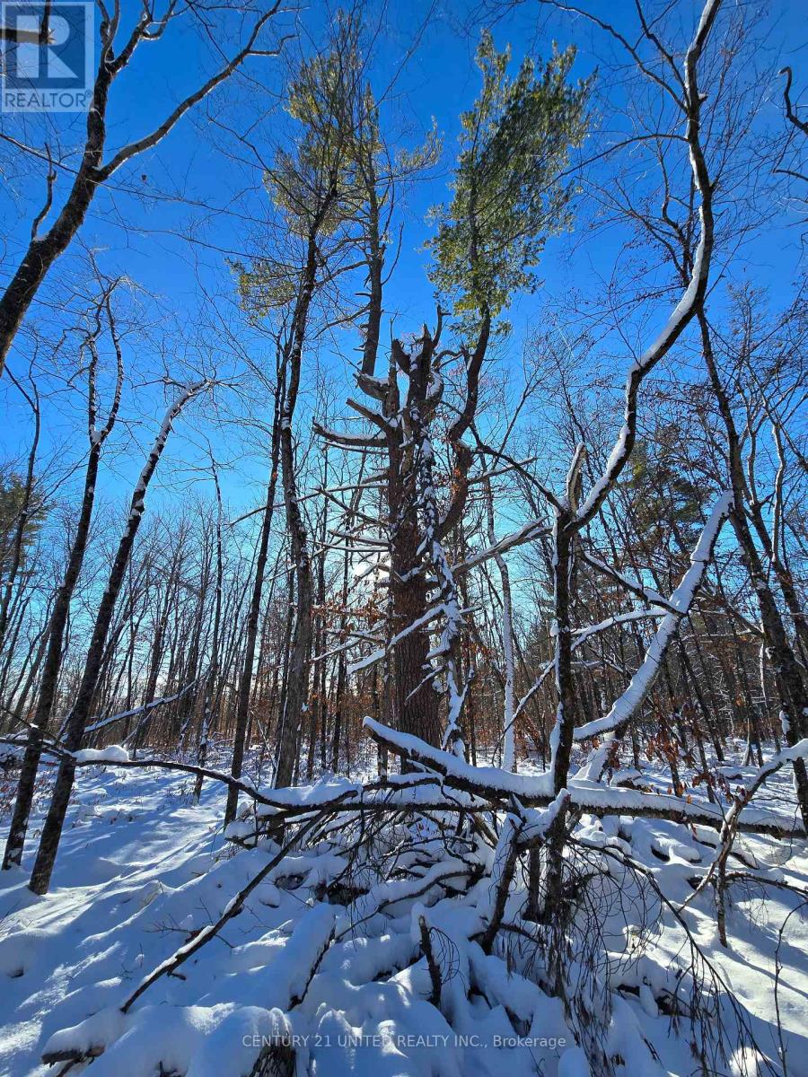 81 Vansickle Trail, Havelock-Belmont-Methuen, Ontario  K0L 1Z0 - Photo 14 - X12612322