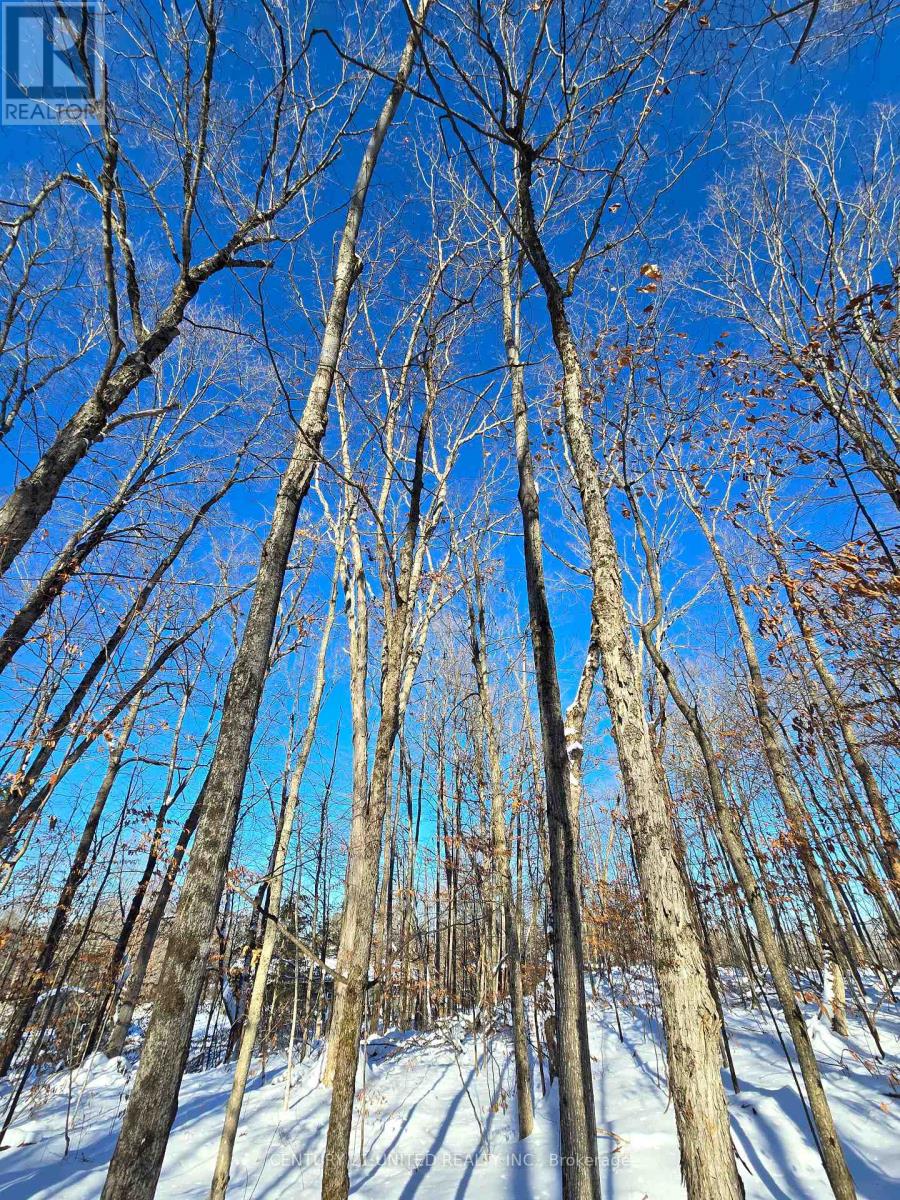 81 Vansickle Trail, Havelock-Belmont-Methuen, Ontario  K0L 1Z0 - Photo 7 - X12612322