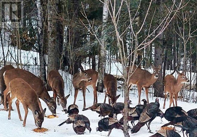 322 Kuno Road, Carlow/mayo (Carlow Ward), Ontario  K0L 1G0 - Photo 49 - X12615118