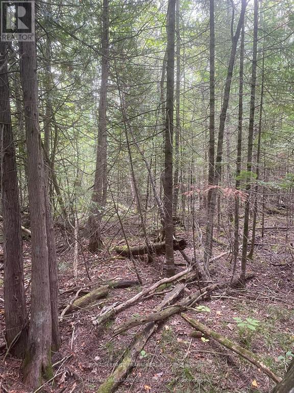 00 Adams-Cummings Road, Trent Lakes, Ontario  K0L 2J0 - Photo 11 - X12663848