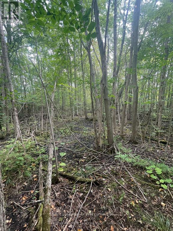 00 Adams-Cummings Road, Trent Lakes, Ontario  K0L 2J0 - Photo 5 - X12663848