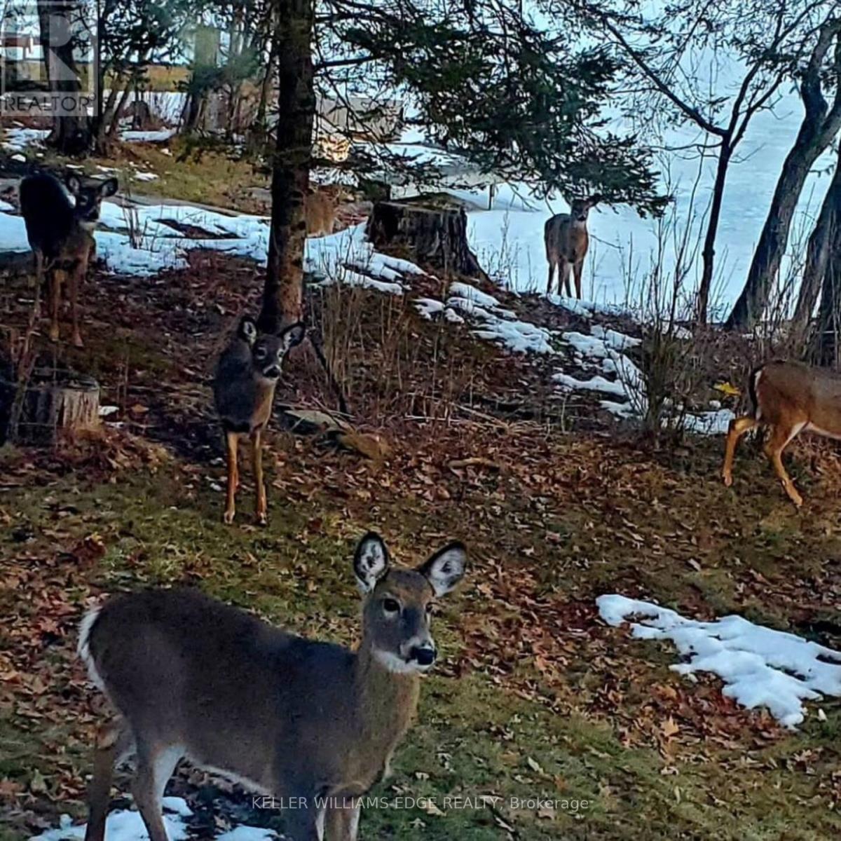 51 Lakeview Road, North Kawartha, Ontario  K0L 1A0 - Photo 30 - X12723880