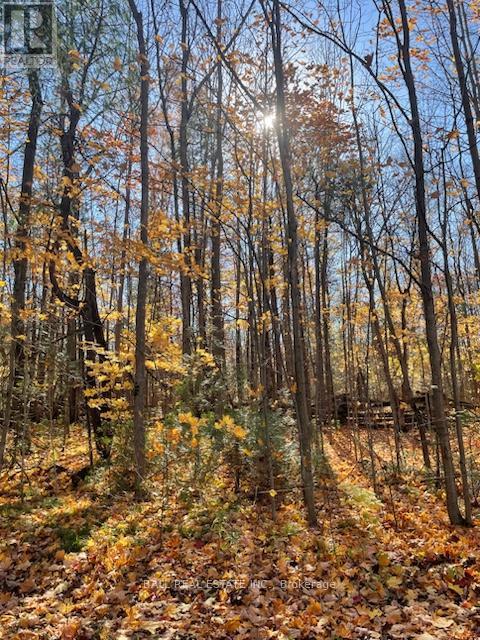 239 Concession 11w, Trent Hills, Ontario  K0L 1Y0 - Photo 13 - X12861196