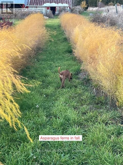 239 Concession 11w, Trent Hills, Ontario  K0L 1Y0 - Photo 18 - X12861196