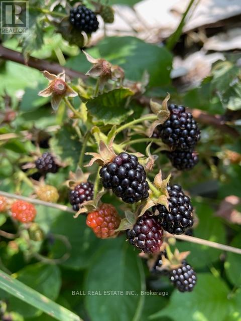 239 Concession 11w, Trent Hills, Ontario  K0L 1Y0 - Photo 20 - X12861196