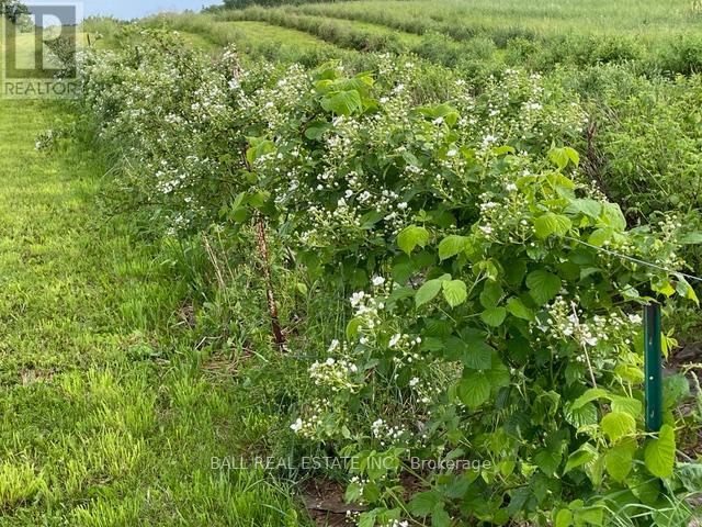 239 Concession 11w, Trent Hills, Ontario  K0L 1Y0 - Photo 23 - X12861196