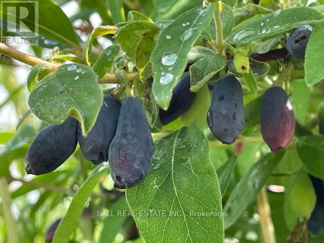 239 Concession 11w, Trent Hills, Ontario  K0L 1Y0 - Photo 24 - X12861196