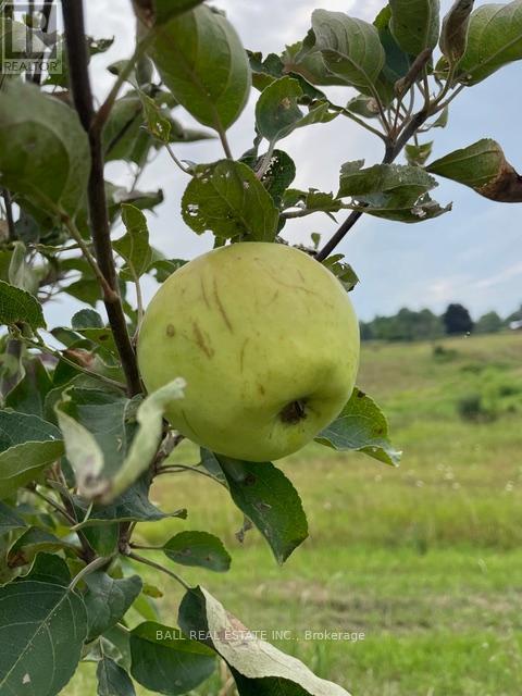 239 Concession 11w, Trent Hills, Ontario  K0L 1Y0 - Photo 25 - X12861196