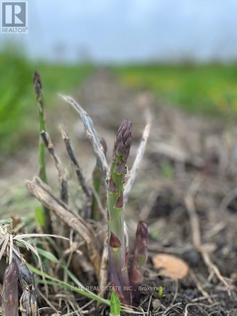 239 Concession 11w, Trent Hills, Ontario  K0L 1Y0 - Photo 27 - X12861196