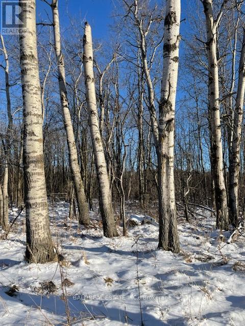 239 Concession 11w, Trent Hills, Ontario  K0L 1Y0 - Photo 29 - X12861196