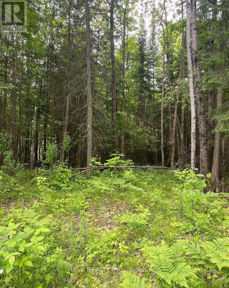 1755 South Baptiste Lake Road, Hastings Highlands (Herschel Ward), Ontario  K0L 1C0 - Photo 11 - X12906588