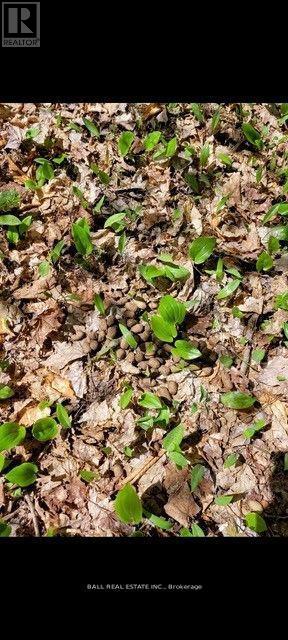 1854 The South Road, Wollaston, Ontario  K0L 1P0 - Photo 30 - X12914734