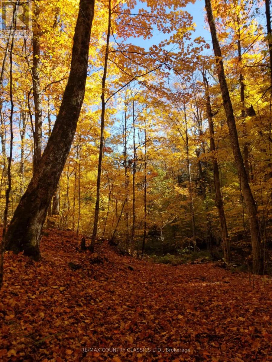 649 Anst Lake Wao, North Kawartha, Ontario  K0L 1A0 - Photo 40 - X12915052