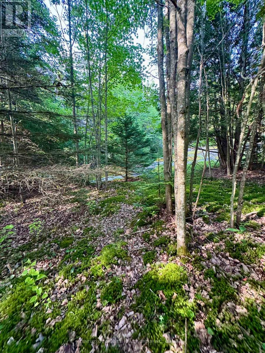 5280 Boulter Road, Carlow/mayo (Mayo Ward), Ontario  K0L 1G0 - Photo 10 - X12919402