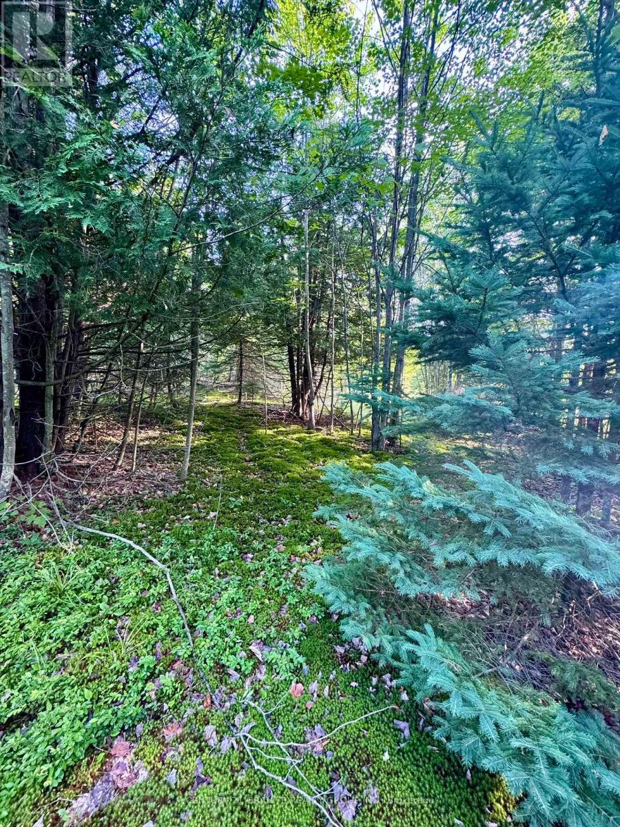 5280 Boulter Road, Carlow/mayo (Mayo Ward), Ontario  K0L 1G0 - Photo 15 - X12919402