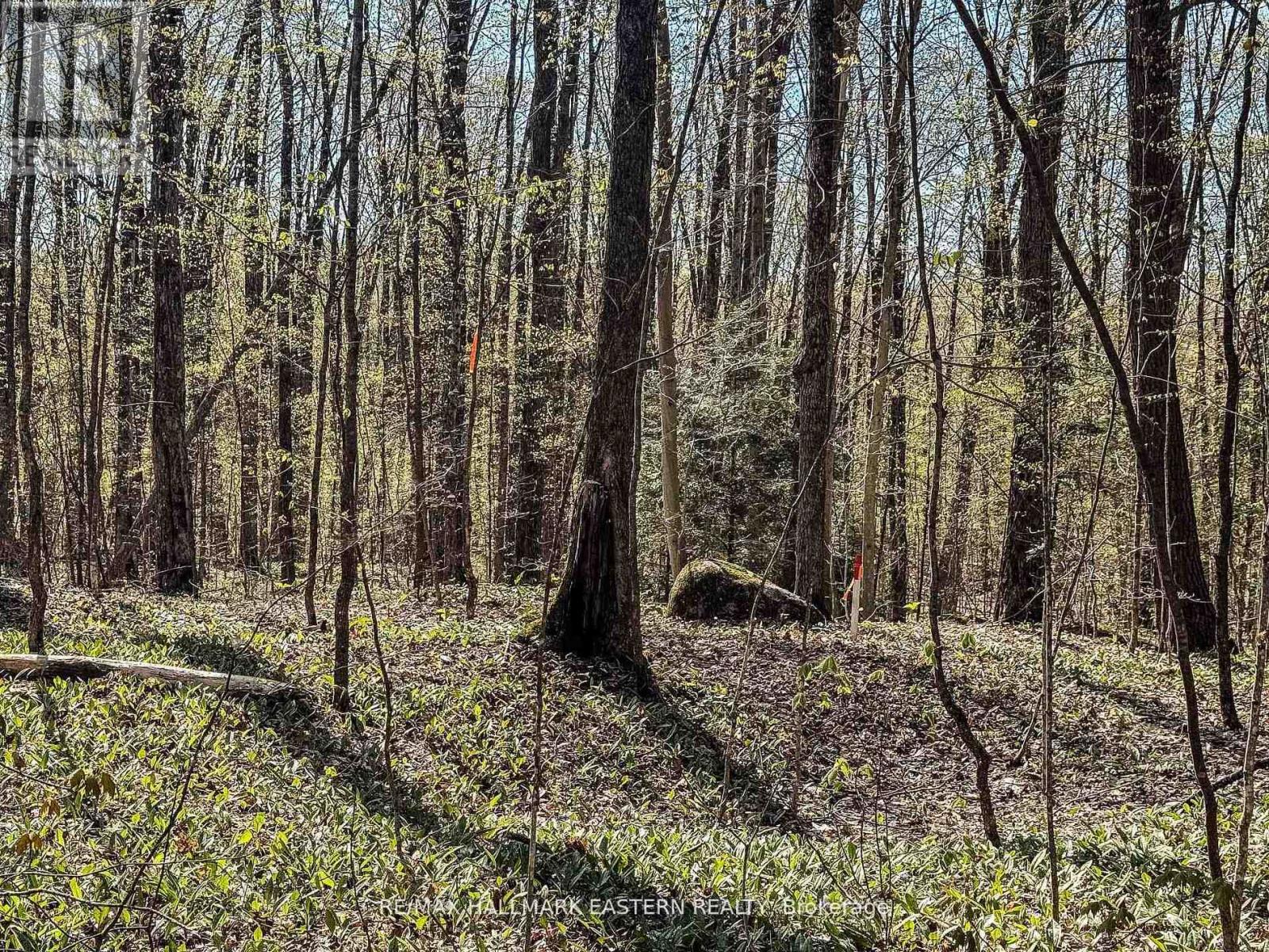 2494 Hadlington Road, Highlands East (Monmouth), Ontario  K0L 3K0 - Photo 3 - X12943202