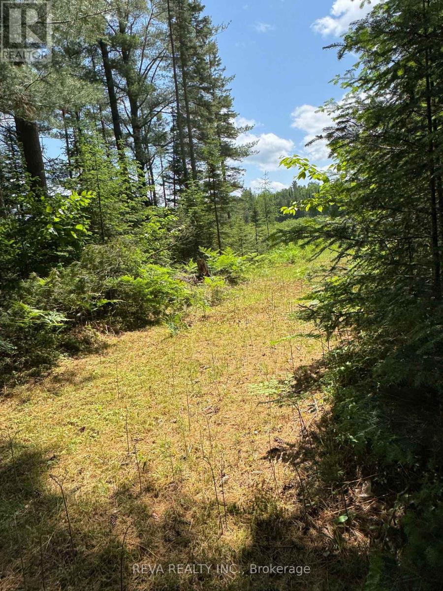 0 Williams Lake Road, Hastings Highlands (Mcclure Ward), Ontario  K0L 2S0 - Photo 9 - X12943894