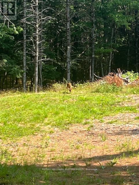 942 Balmer Road, North Kawartha, Ontario  K0L 1A0 - Photo 3 - X12975502