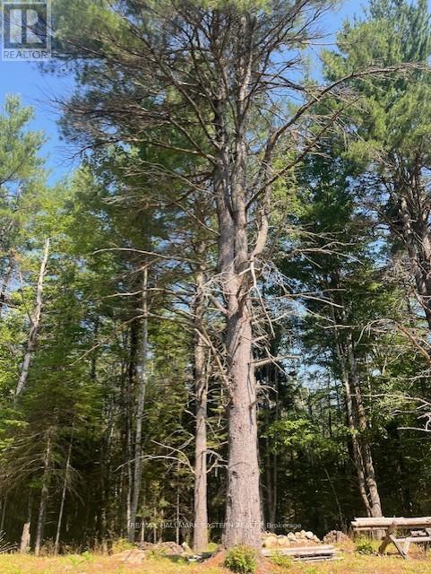 942 Balmer Road, North Kawartha, Ontario  K0L 1A0 - Photo 7 - X12975502