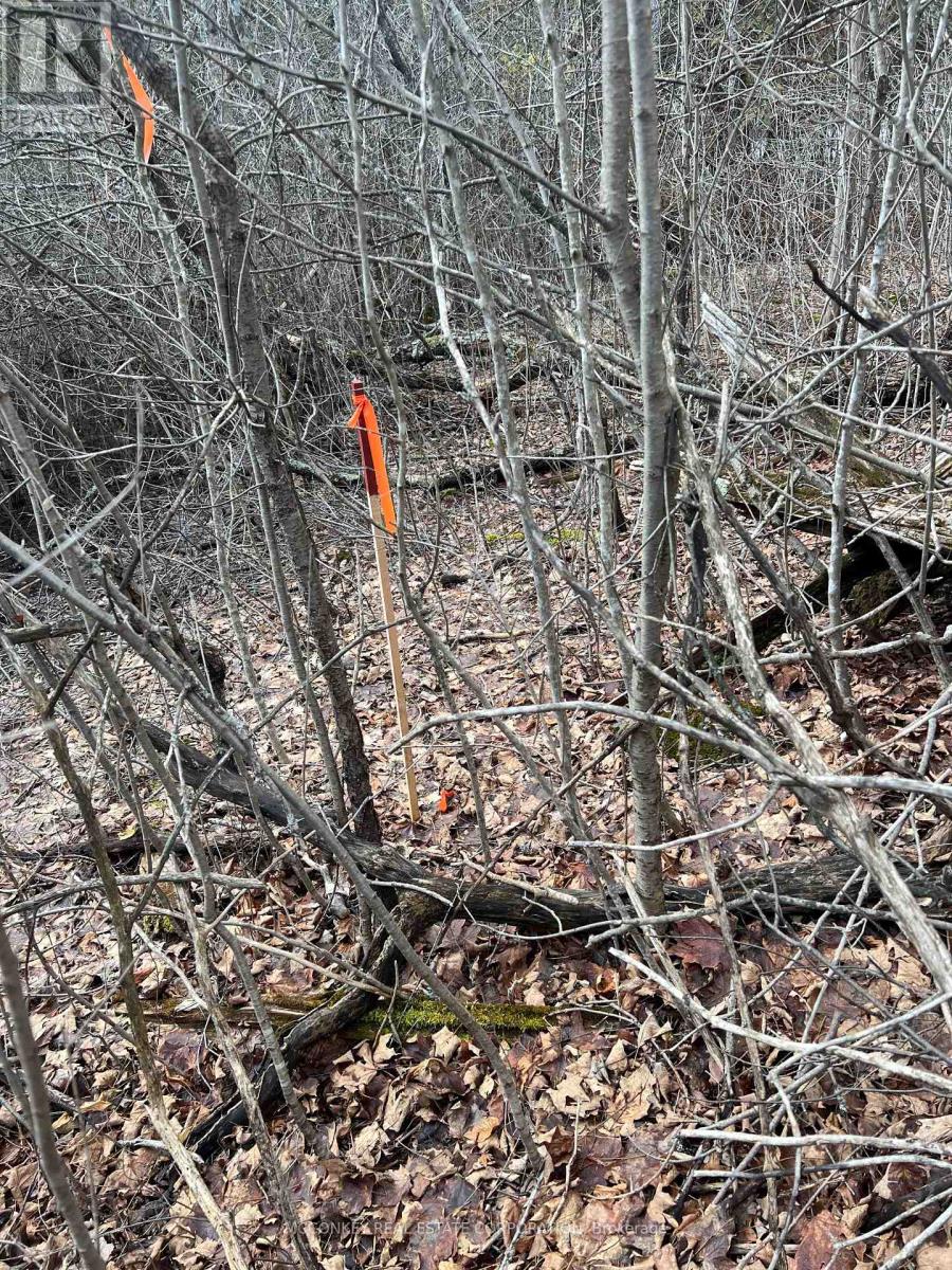 00 N. Dummer 7th Line Road, Douro-Dummer, Ontario  K0L 2H0 - Photo 14 - X12976864