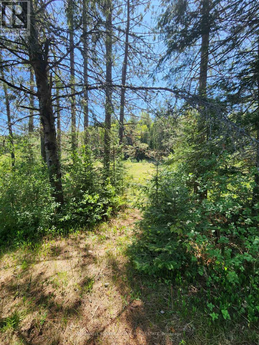 1274 Holland Lake Road, Bancroft (Dungannon Ward), Ontario  K0L 1C0 - Photo 10 - X13081508