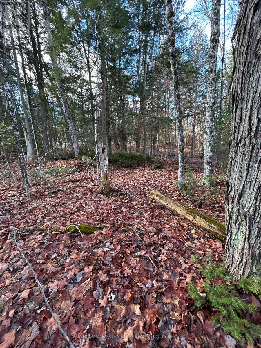 0 Mill Lake Road, North Kawartha, Ontario  K0L 1A0 - Photo 2 - X13092704