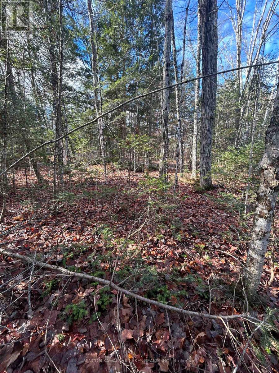 00 Mill Lake Road, North Kawartha, Ontario  K0L 1A0 - Photo 2 - X13092716