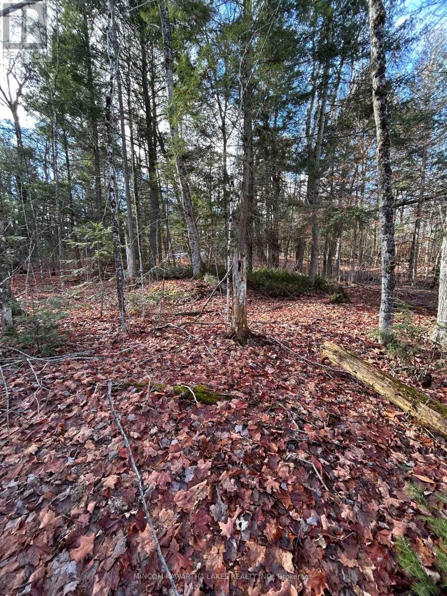 00 Mill Lake Road, North Kawartha, Ontario  K0L 1A0 - Photo 4 - X13092716