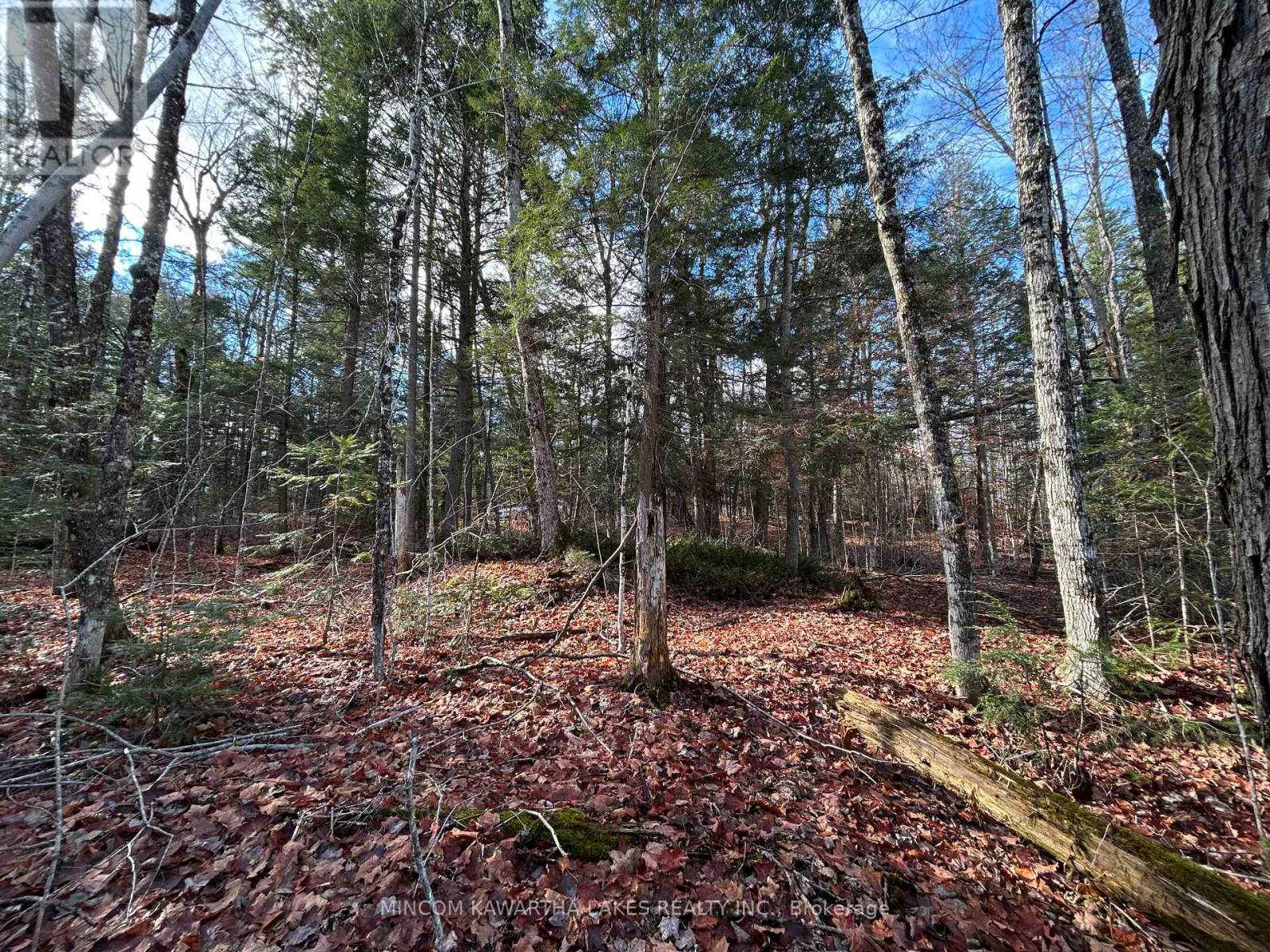 00 Mill Lake Road, North Kawartha, Ontario  K0L 1A0 - Photo 5 - X13092716